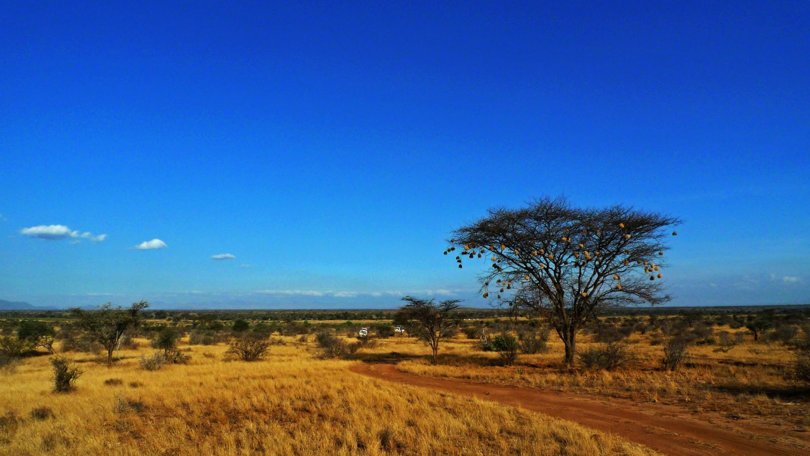 肯尼亚桑布鲁自然保护区