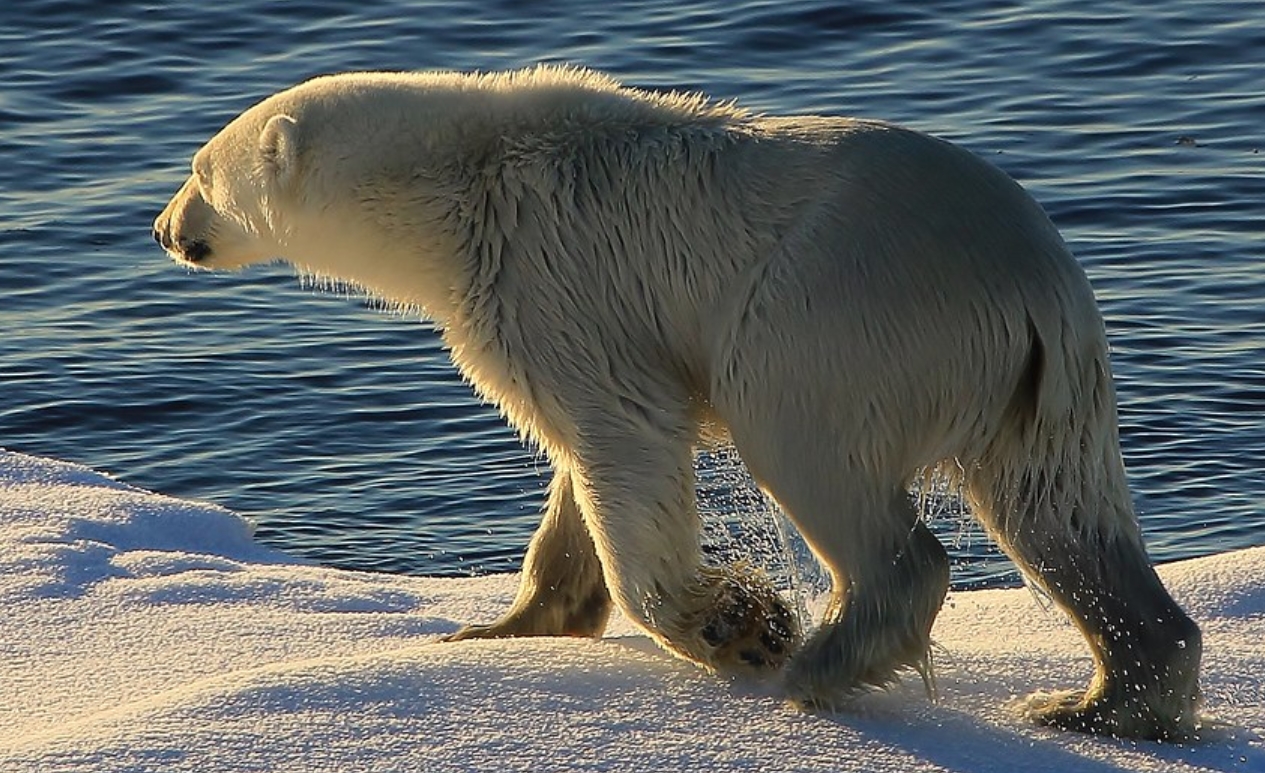 北极熊(学名:ursus maritimus):是<a target="