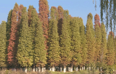 冬日美景丨美啦！映月潭公园的中山杉_百科TA说