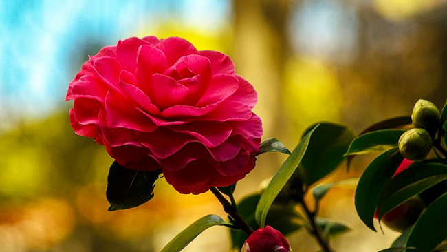 十种常见的名贵茶花品种 一起来看看 百科ta说