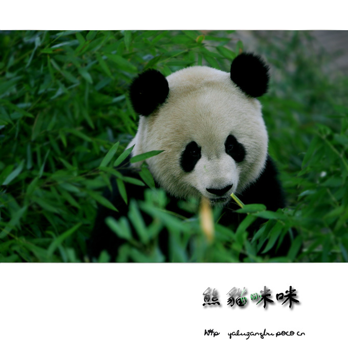 熊猫咪咪