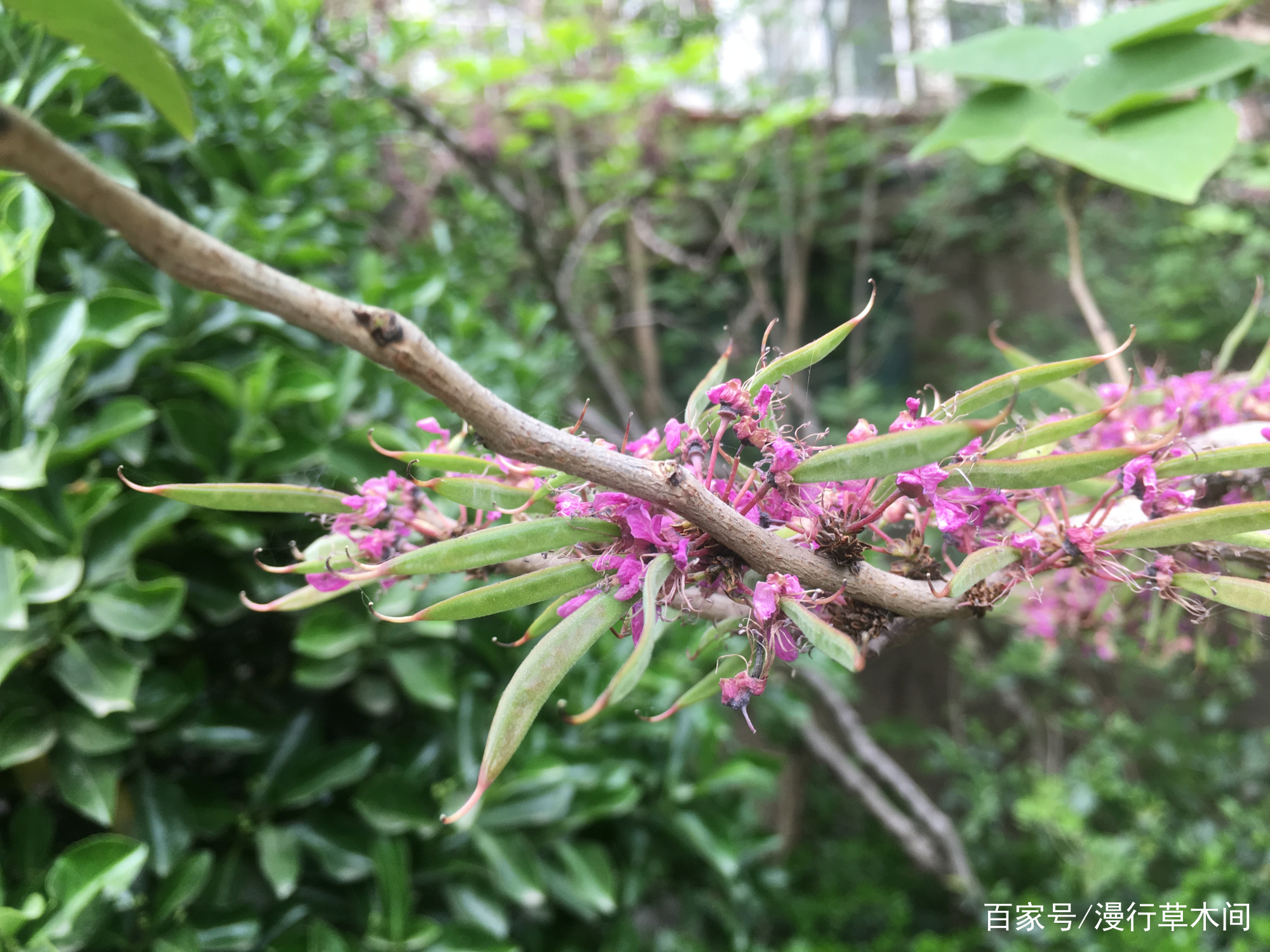 北方常见的树 长得像荷兰豆 早春满树繁花 认识吗 百科ta说