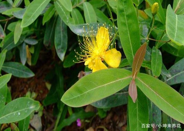 金丝桃栽培繁殖的2个技巧 学会后不仅生根发芽快 次年就能赏花 百科ta说