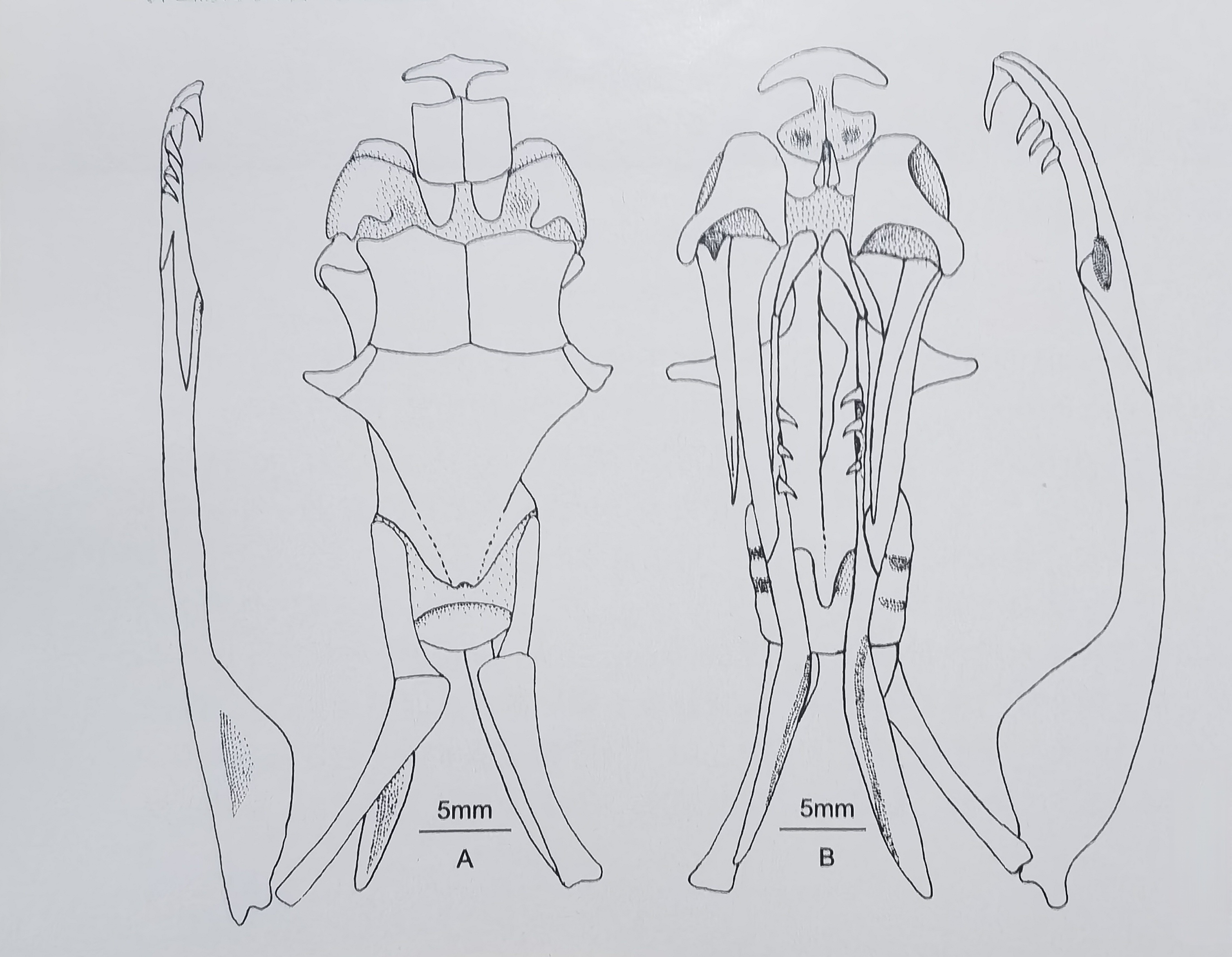 trimeresurus  mangshanensis