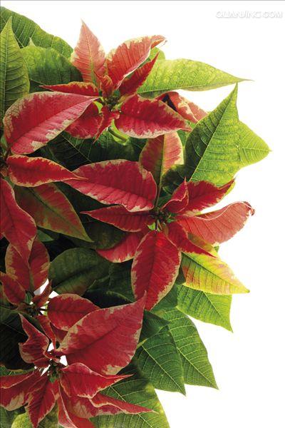  p data-id="go00m9ohqa">大戟科是 a target="_blank" href="/item