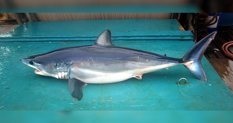 shortfin mako shark