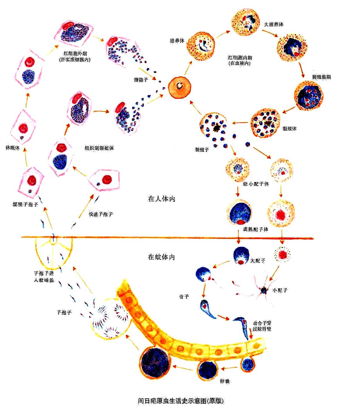 子孢子在按蚊体内形成之后,随蚊唾液注入人体.