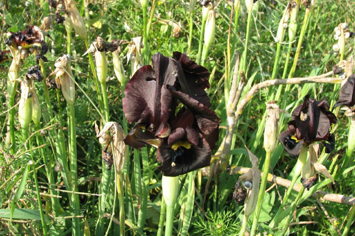  p>黑花鸢尾(学名: i>iris nigricans /i> dinsm.