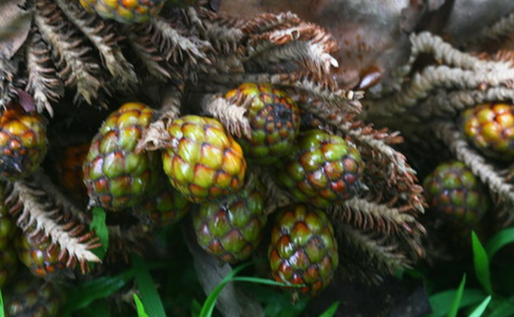  p>酒椰(学名: i>raphia vinifera /i> beauv.