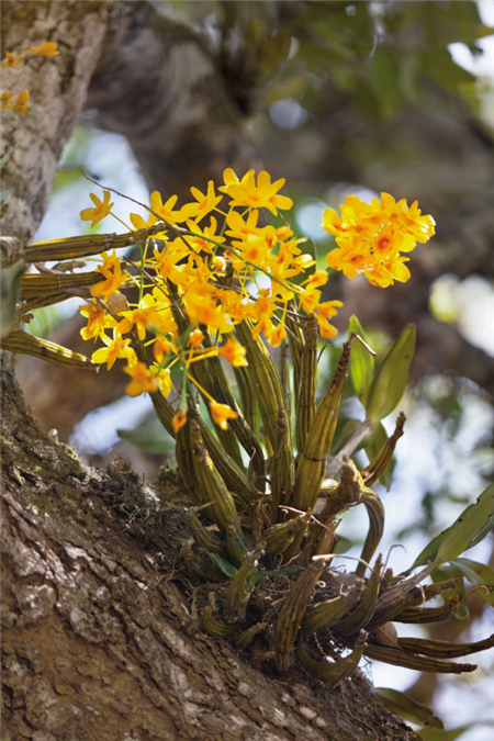  /a>般金黄色花瓣的珍稀 a target="_blank" href="/item/兰花/152