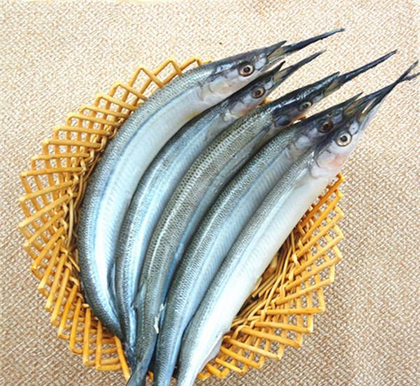  p>颌针鱼有两种.