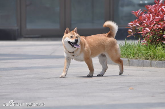  p>春和犬属 a target="_blank" href="/item