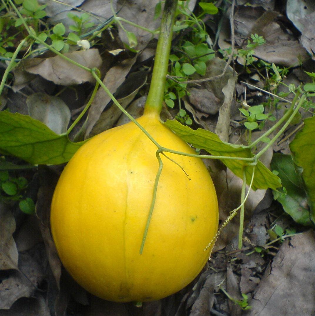  p>长果栝楼为双子叶植物药葫芦科植物长果栝楼的果实,煎汤,3一10克.