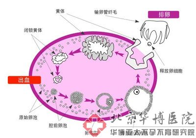  p>卵泡是卵巢皮质内由一个卵母细胞和其周围许多小型卵泡细胞所组成.