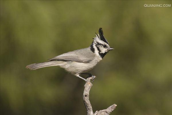  p>白眉山雀(学名: i>parus superciliosus /i>)为 a target="_blank"