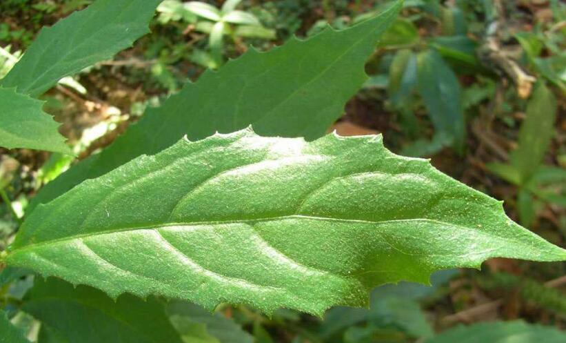  p> b>艾纳香属 /b>,菊科植物,约有80余种,分布热带,亚热带的亚洲