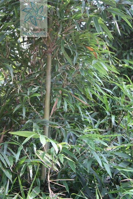  p> b>面竿竹 /b>(学名: b> i>pseudosasa orthotropa /i> /b>)为禾本