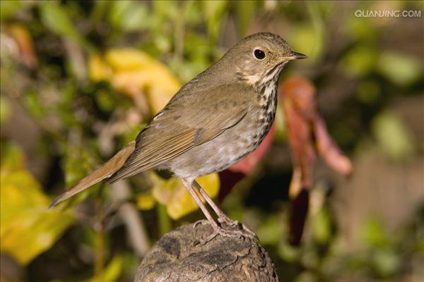 ="_blank" href="/item/鸫科">鸫科 /a>夜鸫属11种新大陆鸟类的俗称