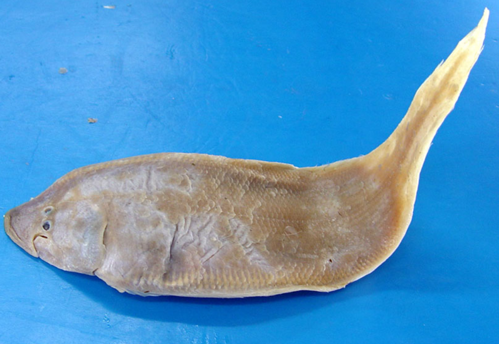  p data-id="gnwgzdi8a0">舌鳎鱼,拉丁学名: i>cynoglossus robustus