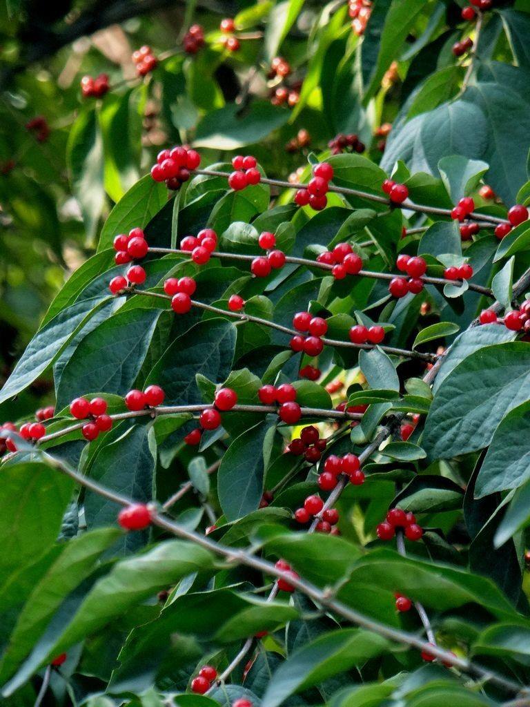  p>厚叶栒子(学名: i>cotoneaster coriaceus /i> franch.