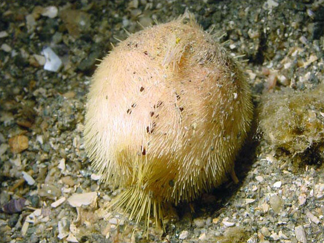 echinocardium cordatum