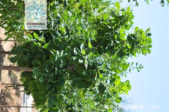  p>夏栎(学名: i>quercus robur /i> l.