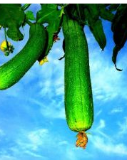 益阳长白肉丝瓜