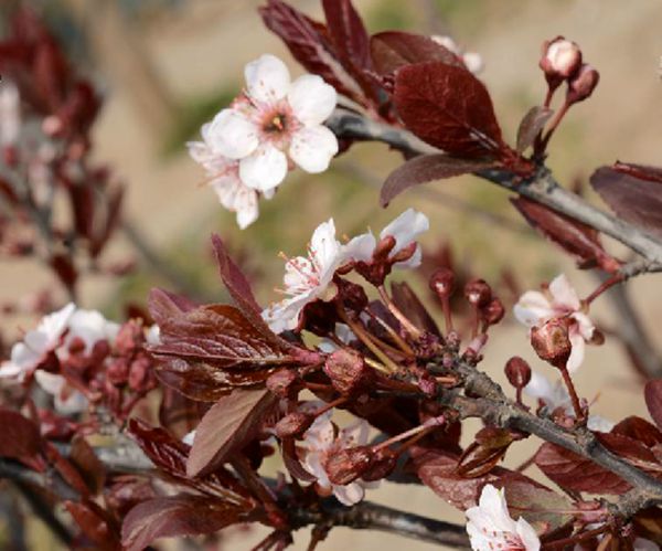 href="#" data-lemmaid="2347234">紫叶李 /a>和 a href="#">矮樱 /a>