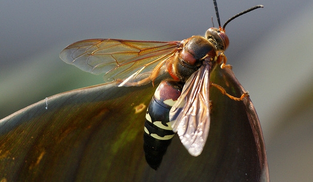  p>膜翅目(hymenoptera)泥蜂科(sphecidae) a target="_blank" href="