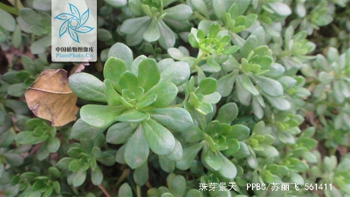  p>珠芽景天,双子叶被子植物,学名sedum bulbiferum makino.