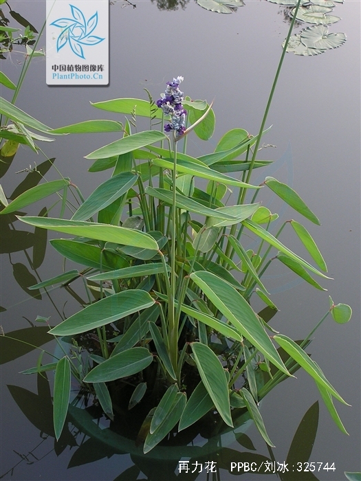  p>再力花(学名: i>thalia /i>  i>dealbata  /i> fraser): a target=