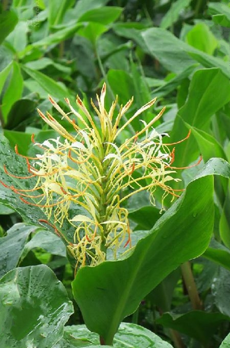 是姜科,姜花属陆生或附生 a target="_blank" href="/item/草本">