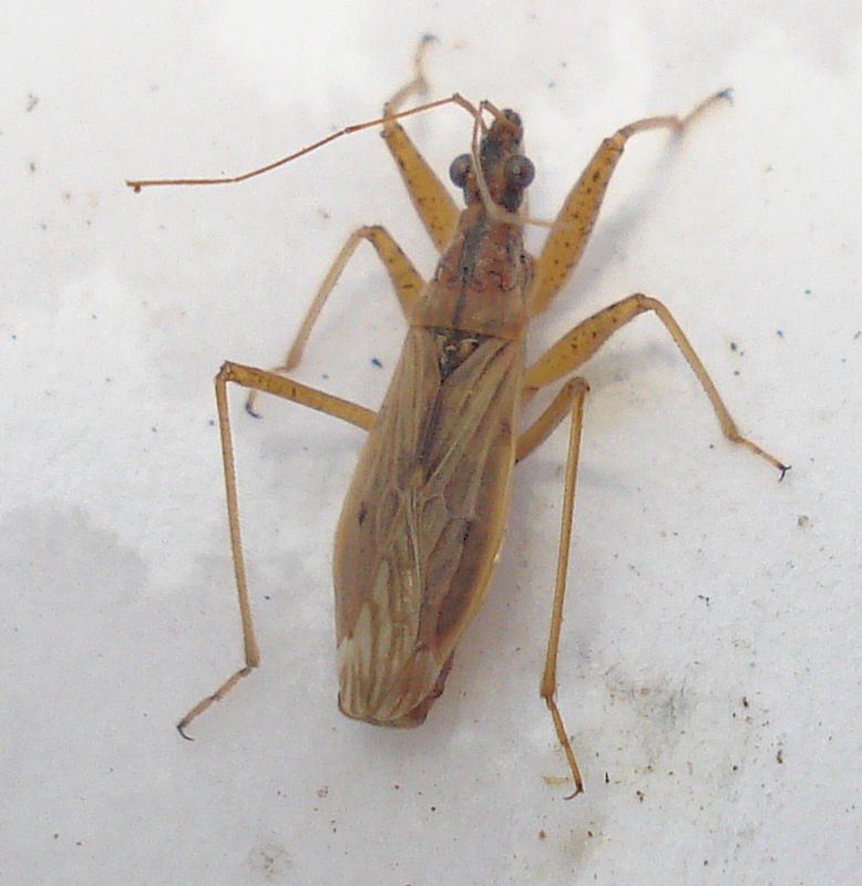 id="9384714">异翅亚目 /a>(heteroptera)姬蝽科(nabidae)昆虫的通称