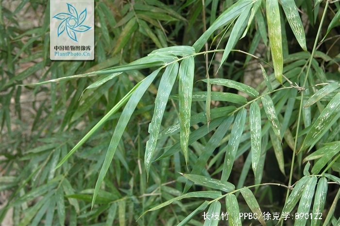 bambusa cv. dolichoclada