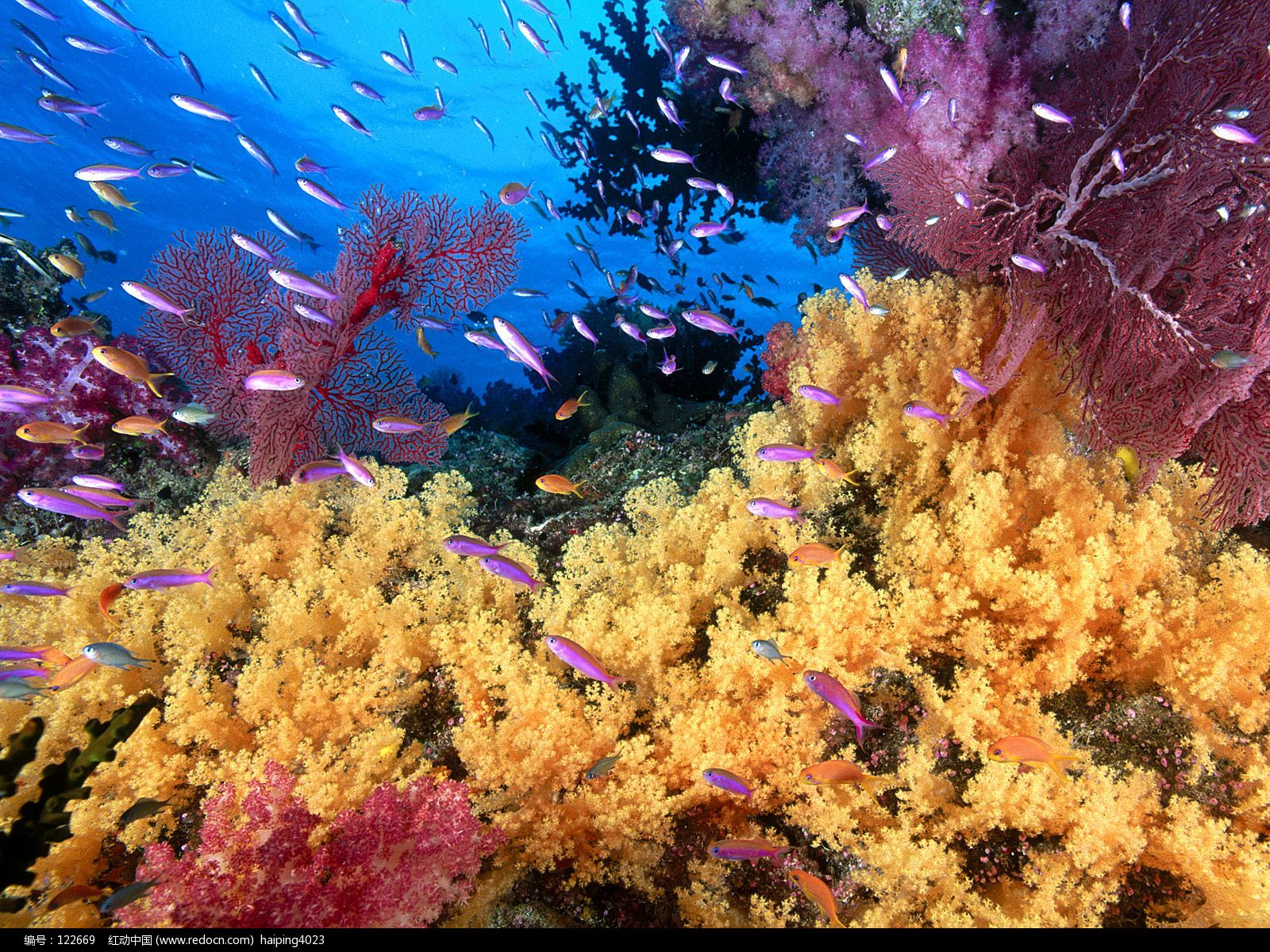 是世界最大最长的 a target="_blank" href="/item/珊瑚礁/101162"