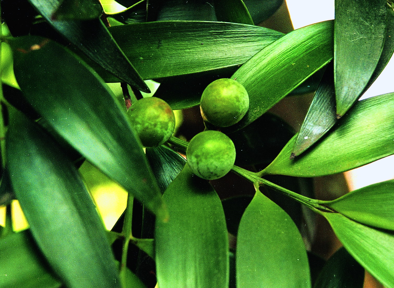  p>长叶竹柏(学名: i>nageia fleuryi /i> (hickel) de laubenfels)是