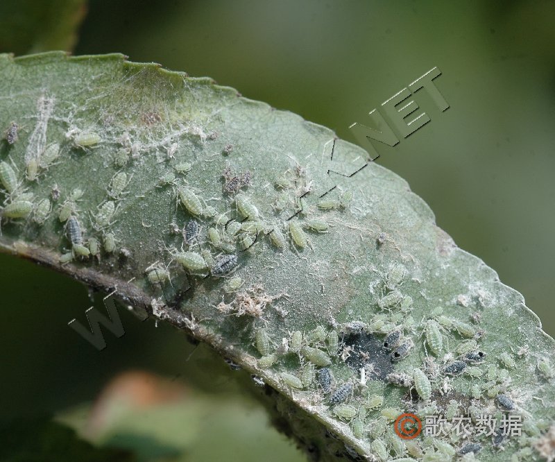  p>桃粉蚜是害虫的一种,属同翅目,蚜科.中国南北果区都有分布.