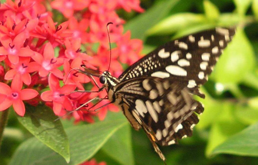  p>三尾褐凤蝶东川 a target="_blank" href="/item/亚种/6290944"