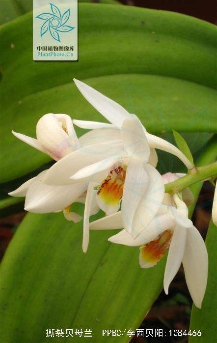 撕裂贝母兰