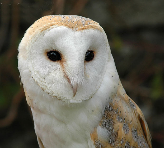 tyto /i>):共有14种 a target="_blank" href="/item/猫头鹰/1194120"