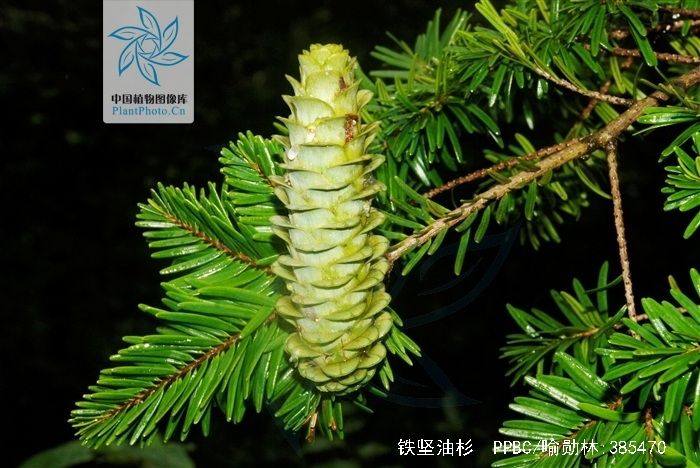  p>铁坚油杉(学名: i>keteleeria davidiana /i> (bertr.) beissn.