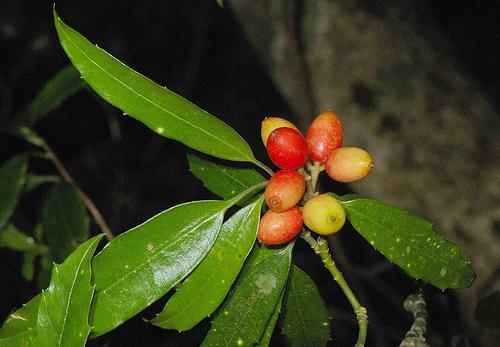  p>桃叶珊瑚( i>aucuba chinensis /i> benth.