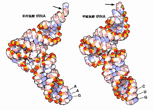 transfer ribonucleic acidtrna