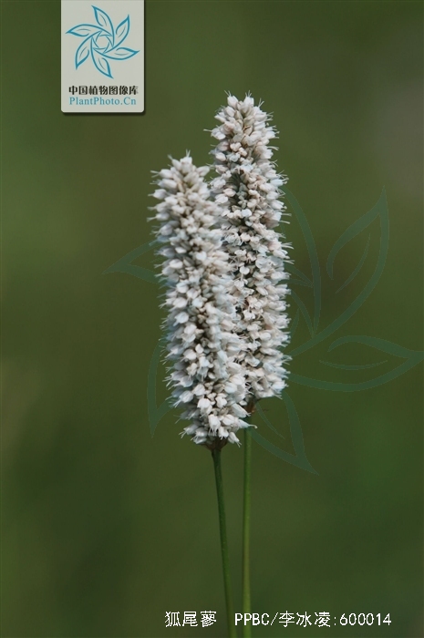  p>狐尾蓼(学名: i>polygonum alopecuroides /i> turcz.