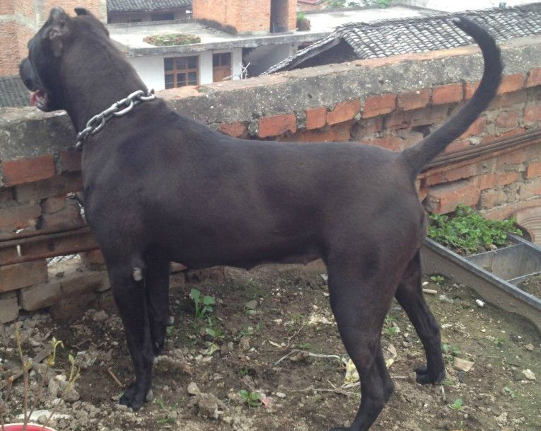 班道戈犬来自撒克逊方言的"banda"- "链条,用链条拴",1960年,美国人用