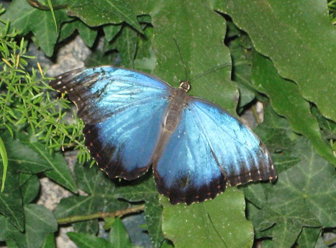  p>海伦闪蝶morpho helenor (e.