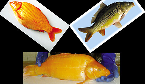  p>松浦镜鲤是 a href="#">中国水产科学研究院 /a>黑龙江水产 a href