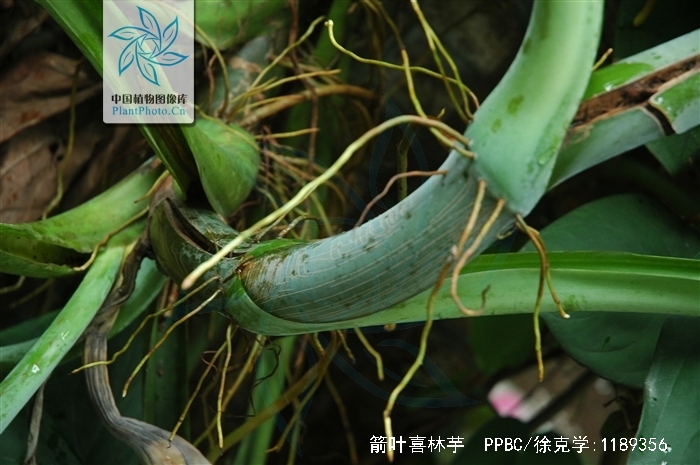  p>箭叶喜林芋( a href="#" data-lemmaid="8074290">学名 /a>