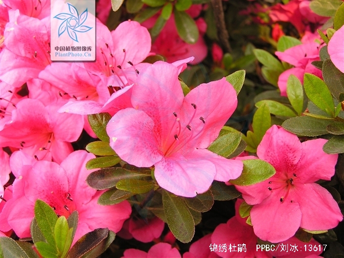 rhododendron pulchrum sweet