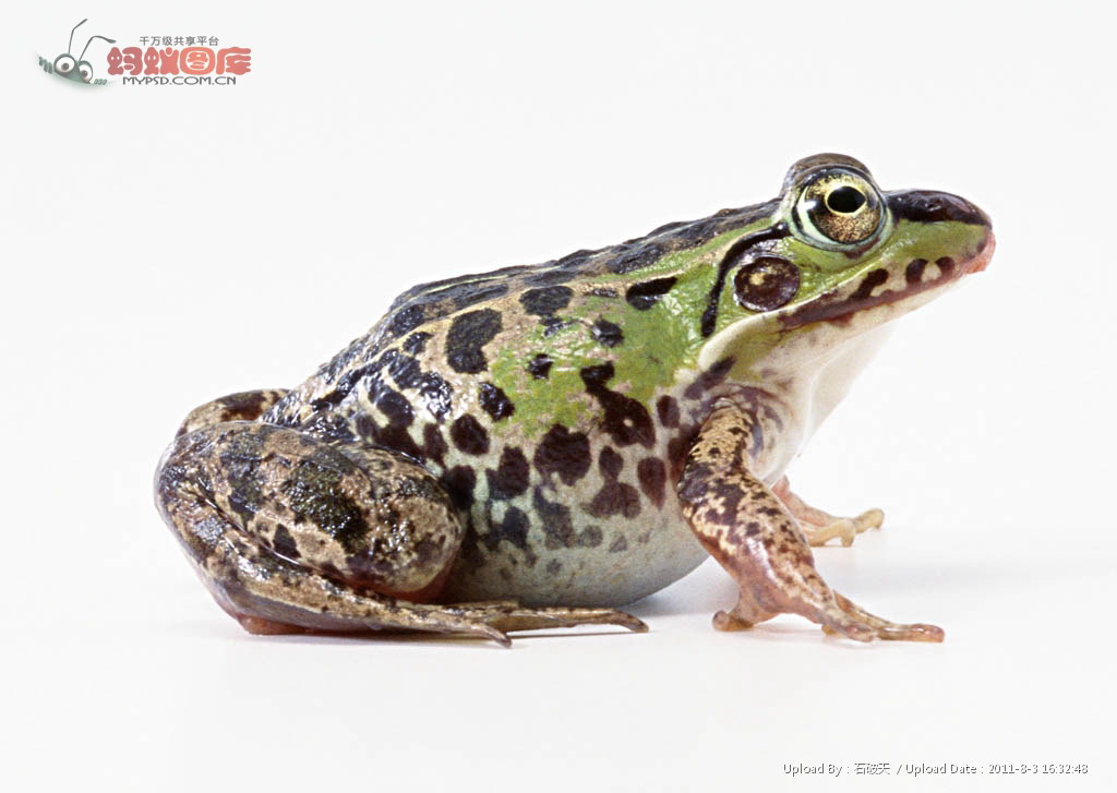  p>牛蛙( i>rana catesbiana  /i>shaw)属于 a target="_blank" href=